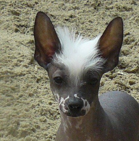 J' Top Model De Rama