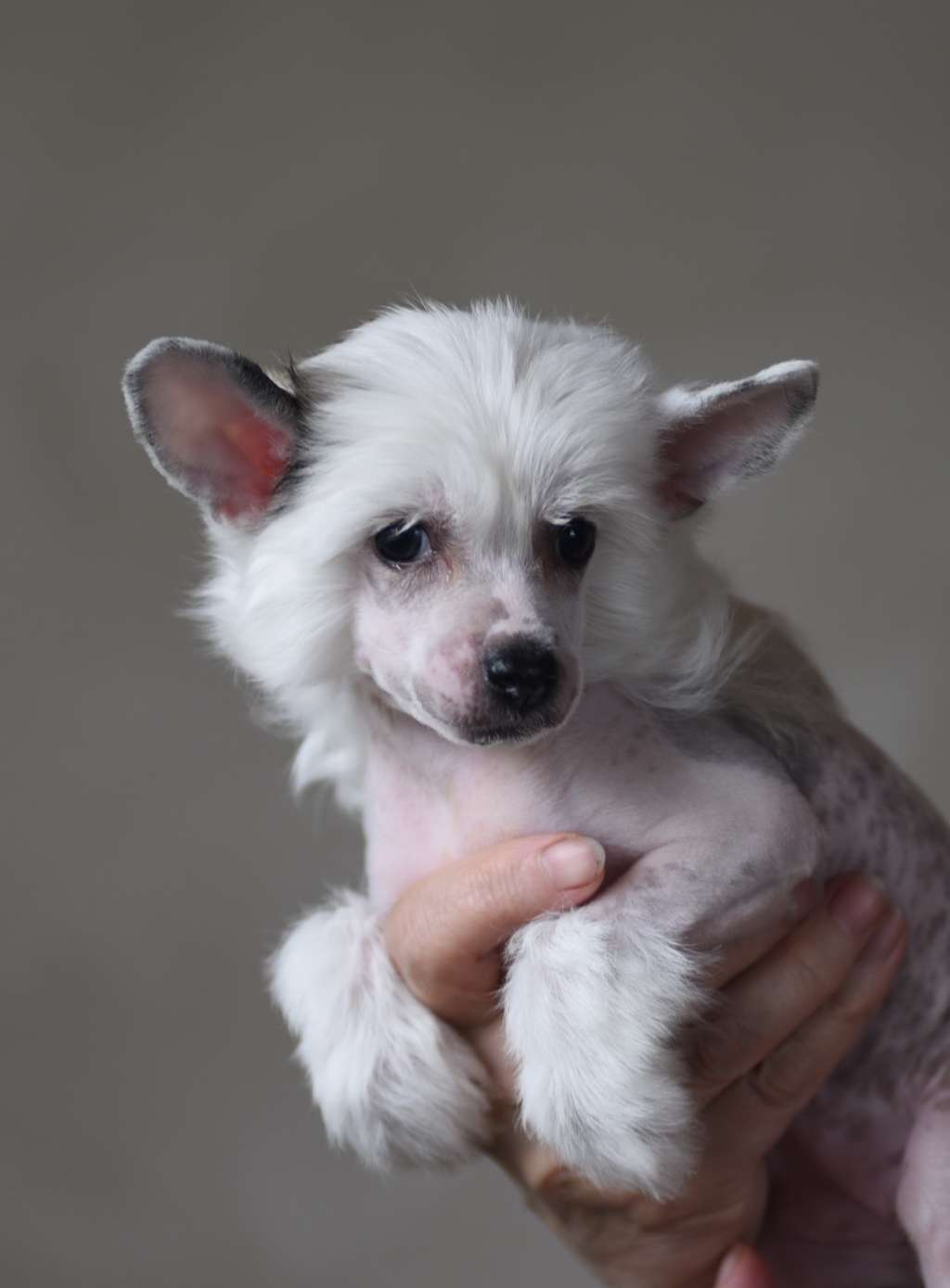 Top Model iz Sozvezdiya Khana