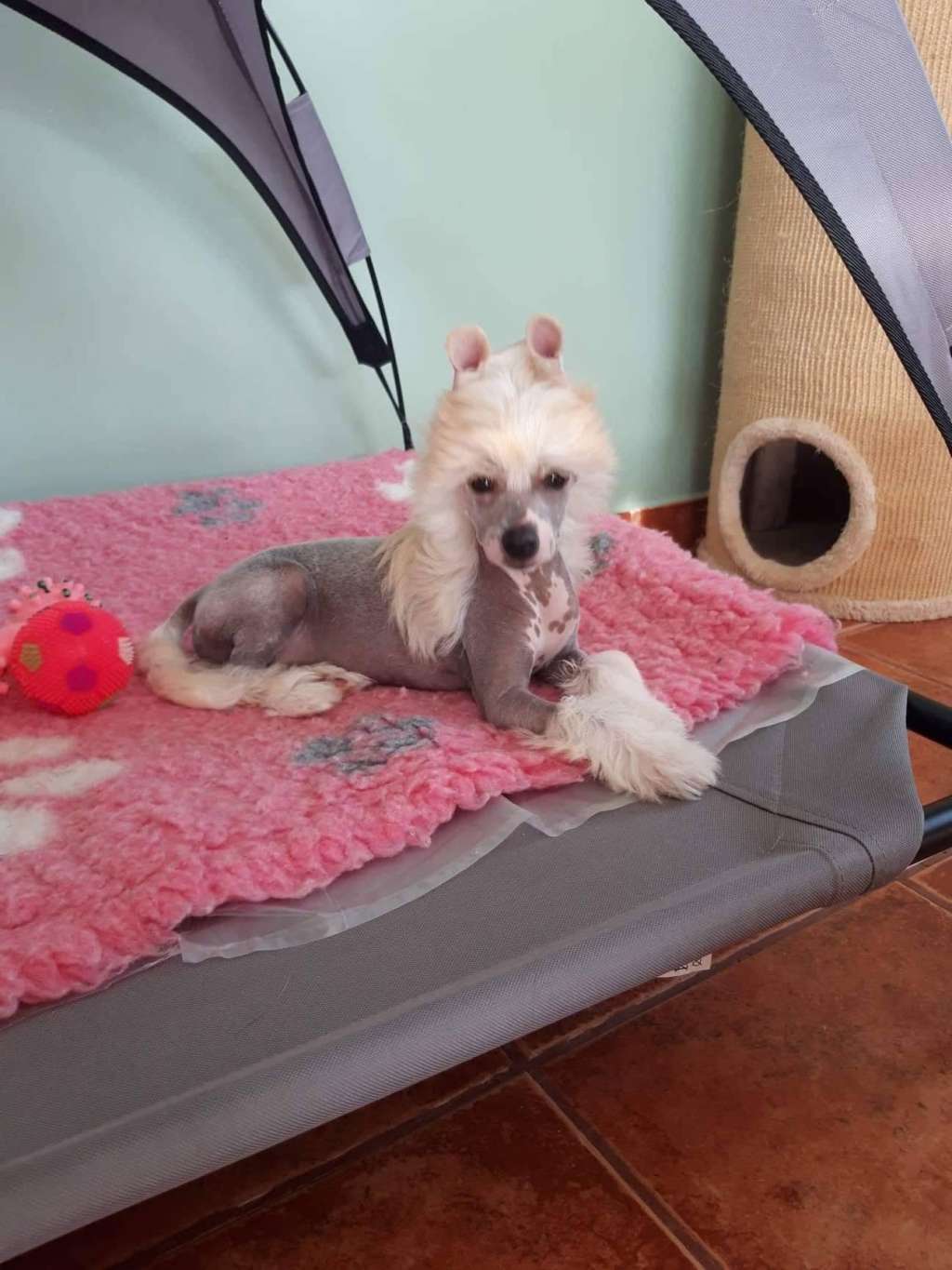 Henkell Royal Avokaduh