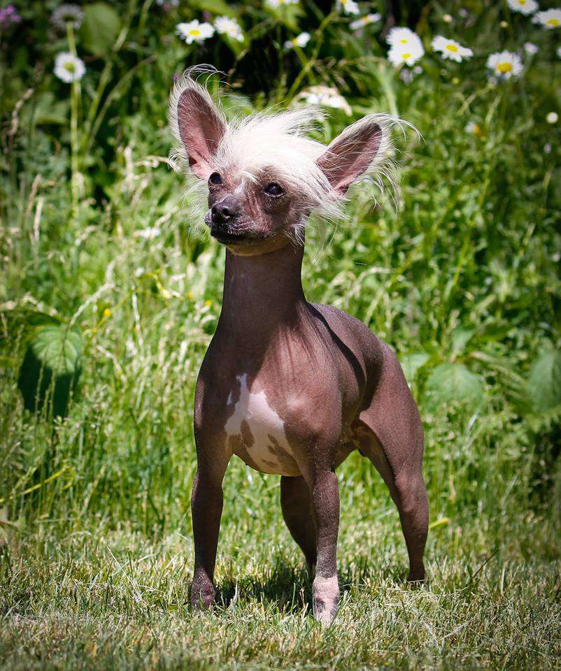 CanCH. Mazel Tov 'n Altair Sea Vixen CGN