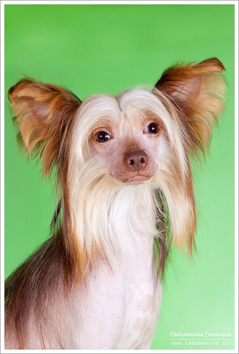 Vivat Sanraiz Take a Prize