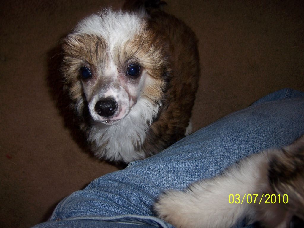 Altacrest's Wings of an Angel