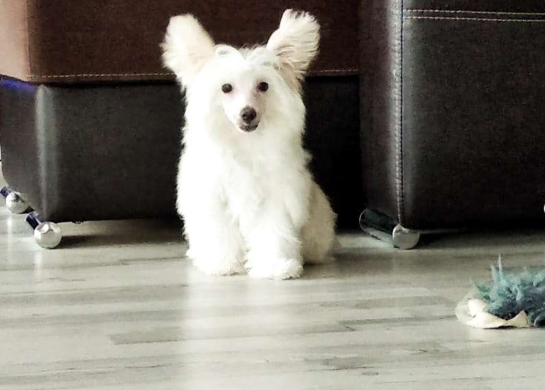 Baikal Dream Ilarion Prince