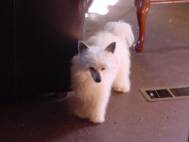 Crestyle Playboy Baby At Lesmars