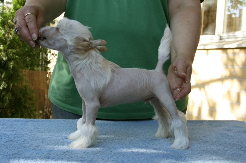 Zhannel's Pimp Daddy