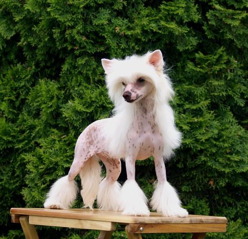 Orange Sunset von Shinbashi