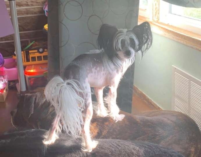 Long Haul Cresteds Mazzie