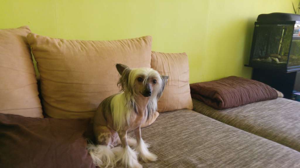 Anabell Dream of Childhood