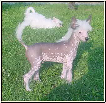 Parsifal Della Castafiore