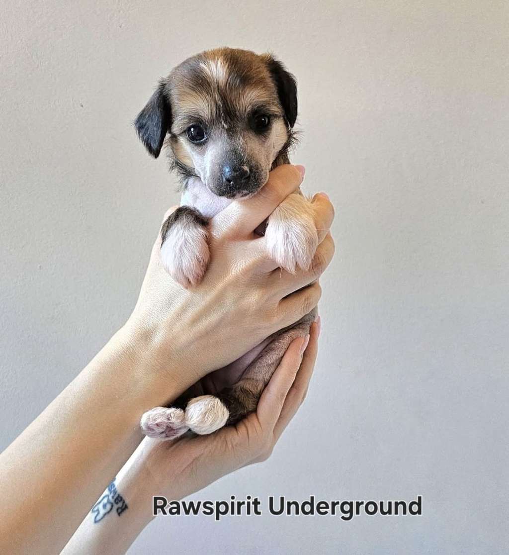 Rawspirit Underground