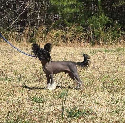 Blanch-O & Pammar Ricochet