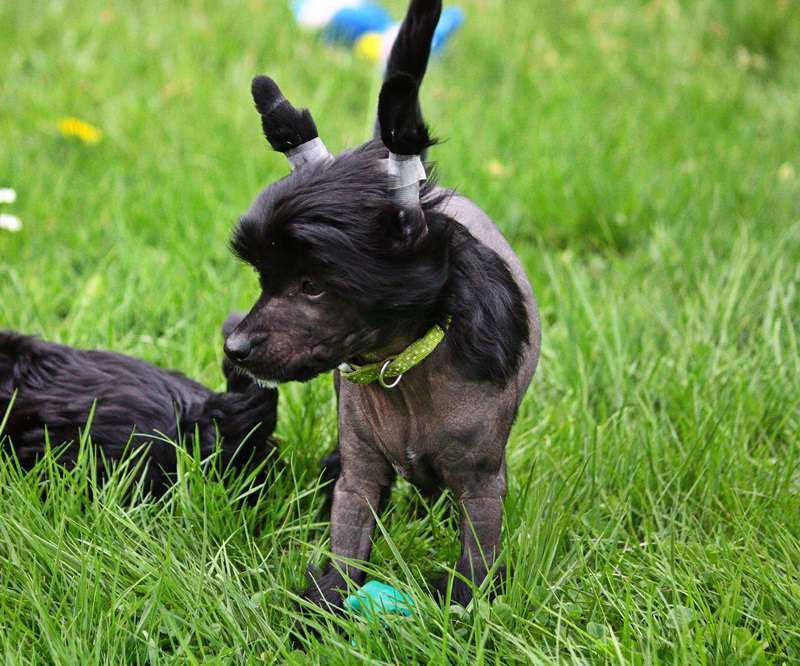 Pantera  Super Ciapki