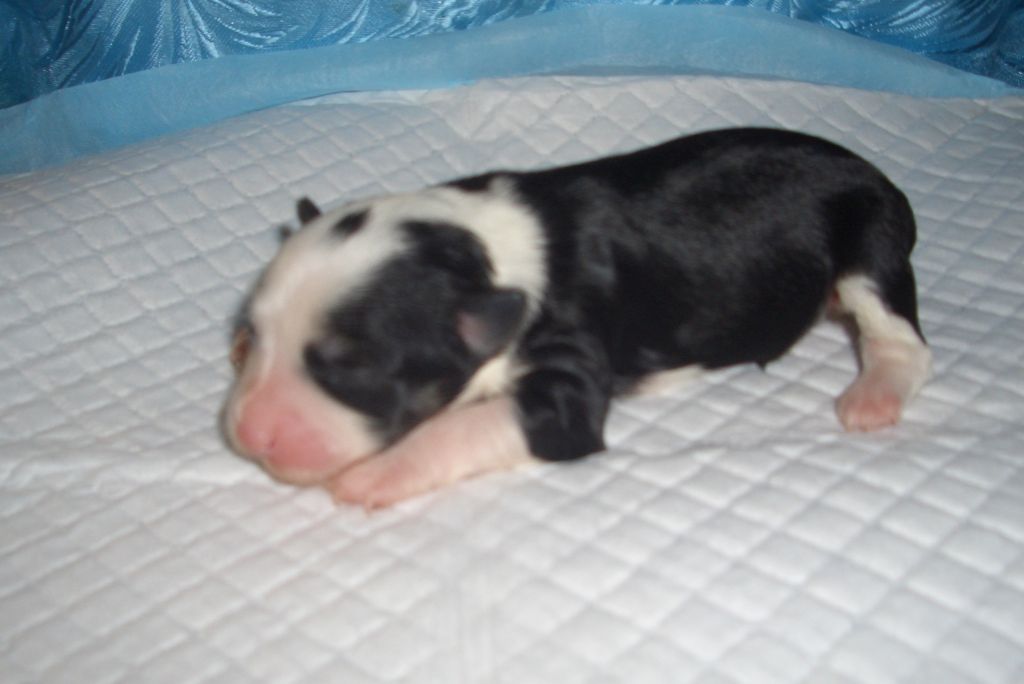 Gallaktik Demir Istinnaya Lady