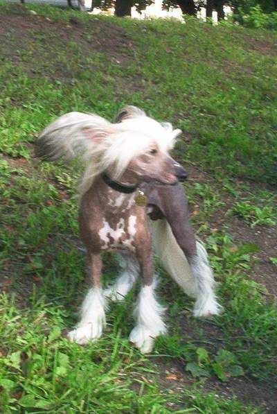 Tippytoes Happy Hooligan