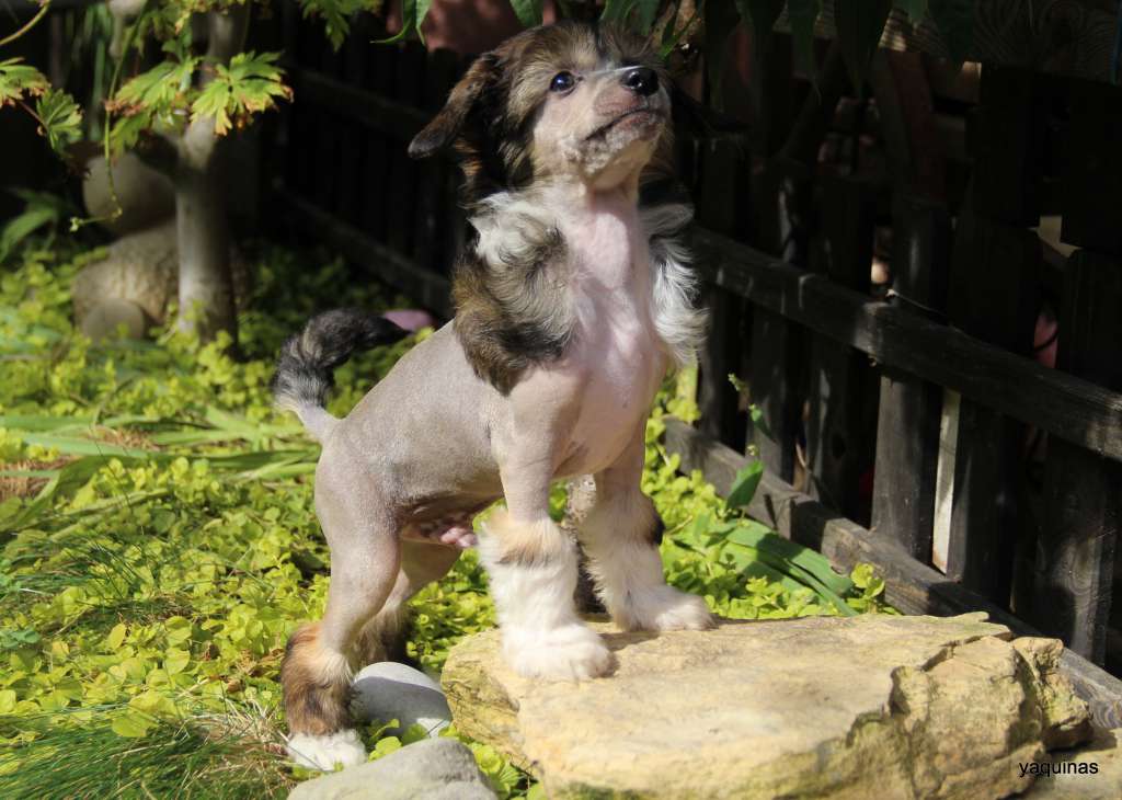 Yaquinas Forrest Gump