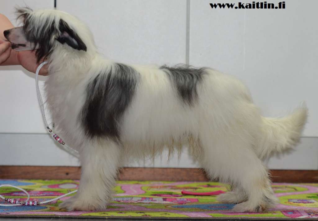 Kaitlin Prince Chihaya