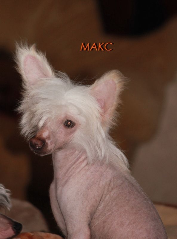 Dikii Med Sentyabrya Dlya Liris