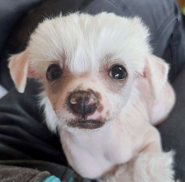 Joffers Artur Albicilla