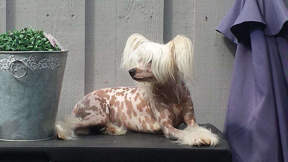 Reject's Fourteen Holy St Barbara