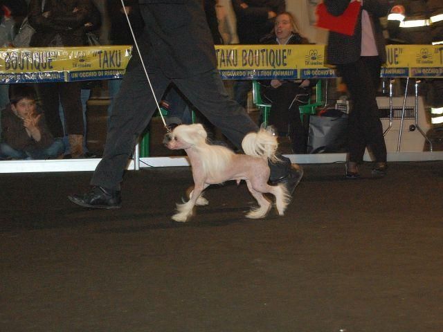 Laureola's Here I am