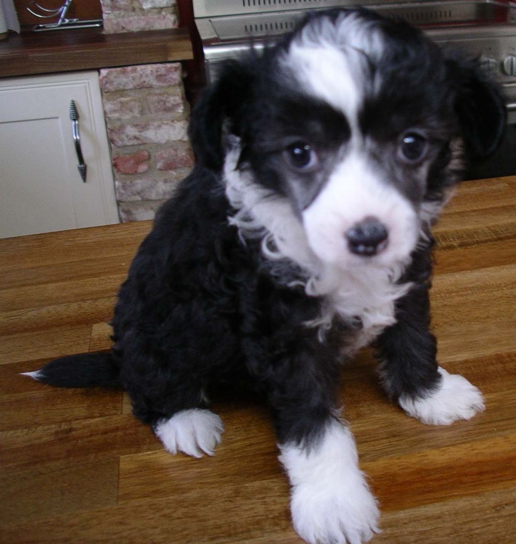 Kenmilleven Fire Breath