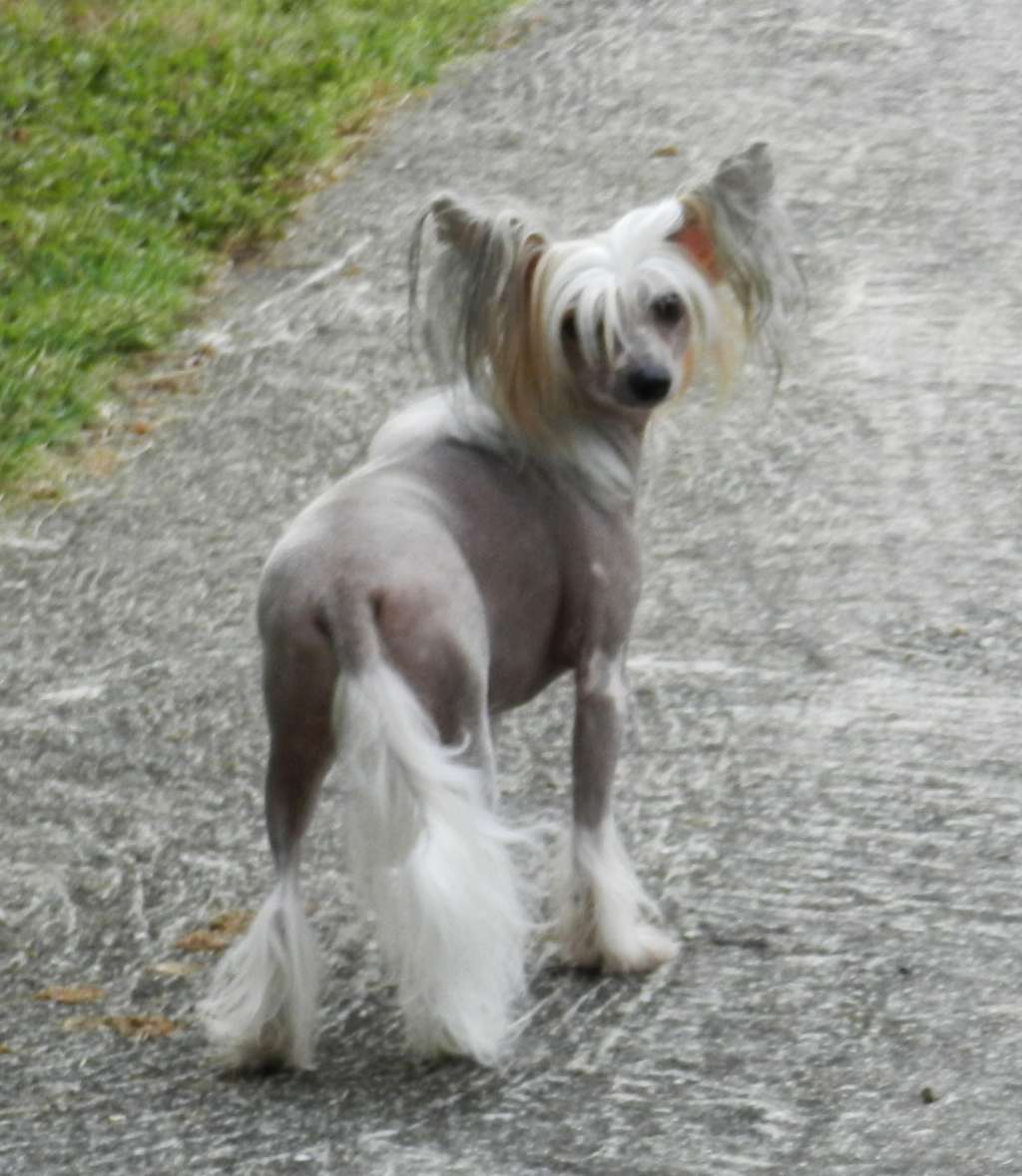 Exotic Spirit Guilty Lovely