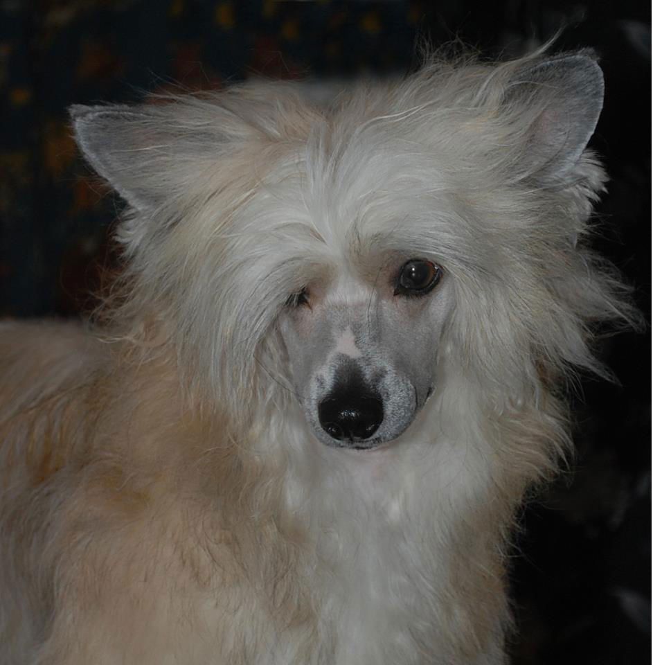 Lionheart Koated Kan-Kan