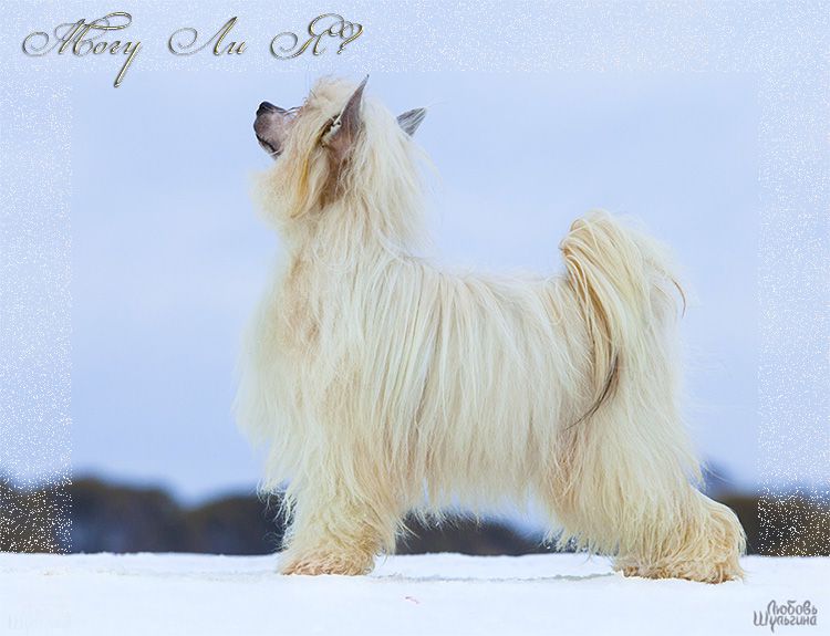 Olegro Katrin Magnoliya