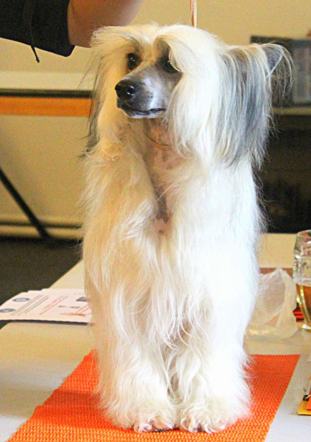 Arrow' Life Sapphire Star