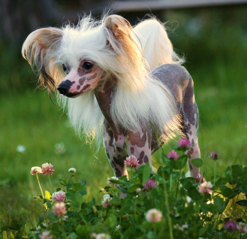 Cipracrest's Adorable Antonio