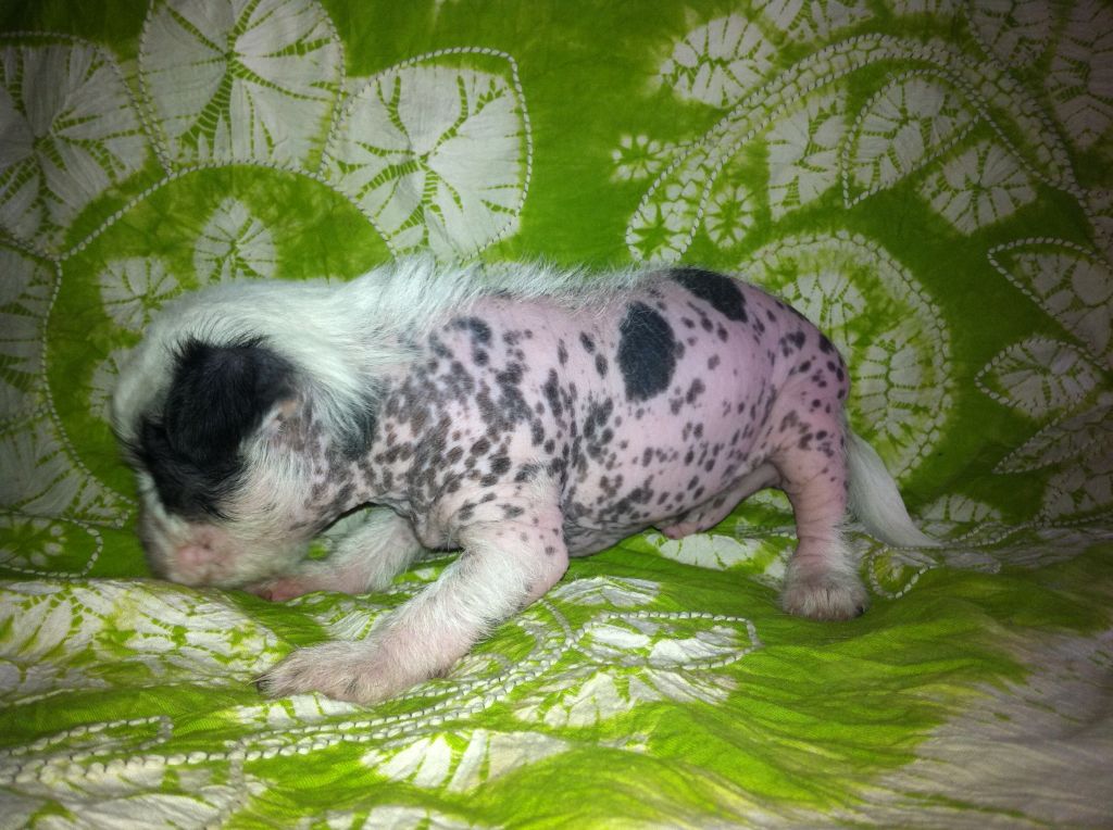 Sky Moonlight Garden FCI Bathsheba