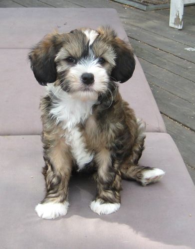 Crazy Diamond Magic Buster