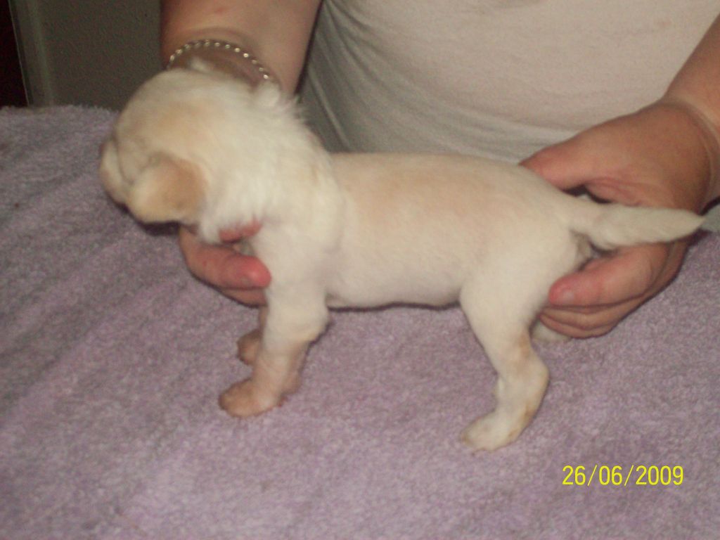 Cazianik Fleur De Lys