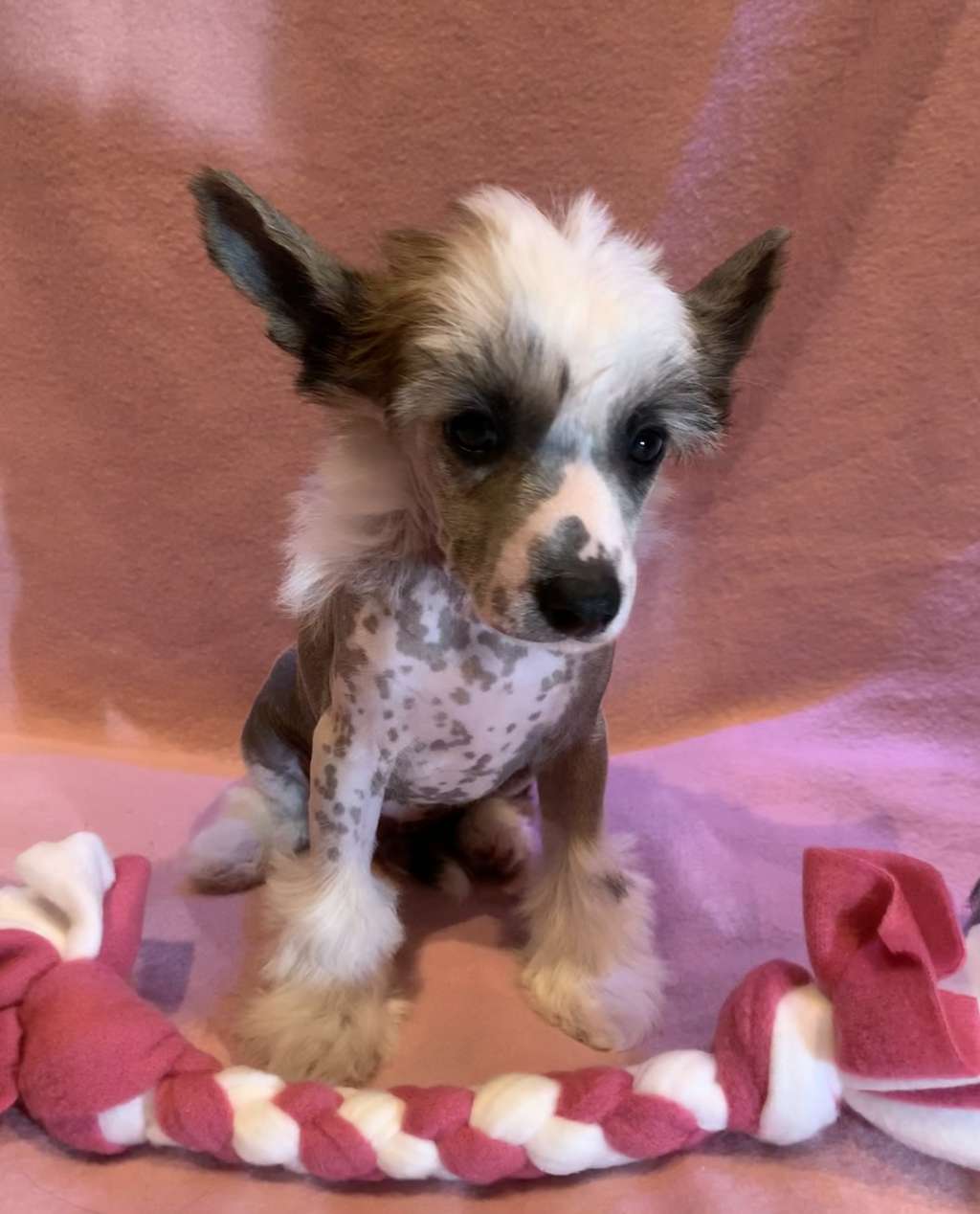 Proud Pony Cobrastyle