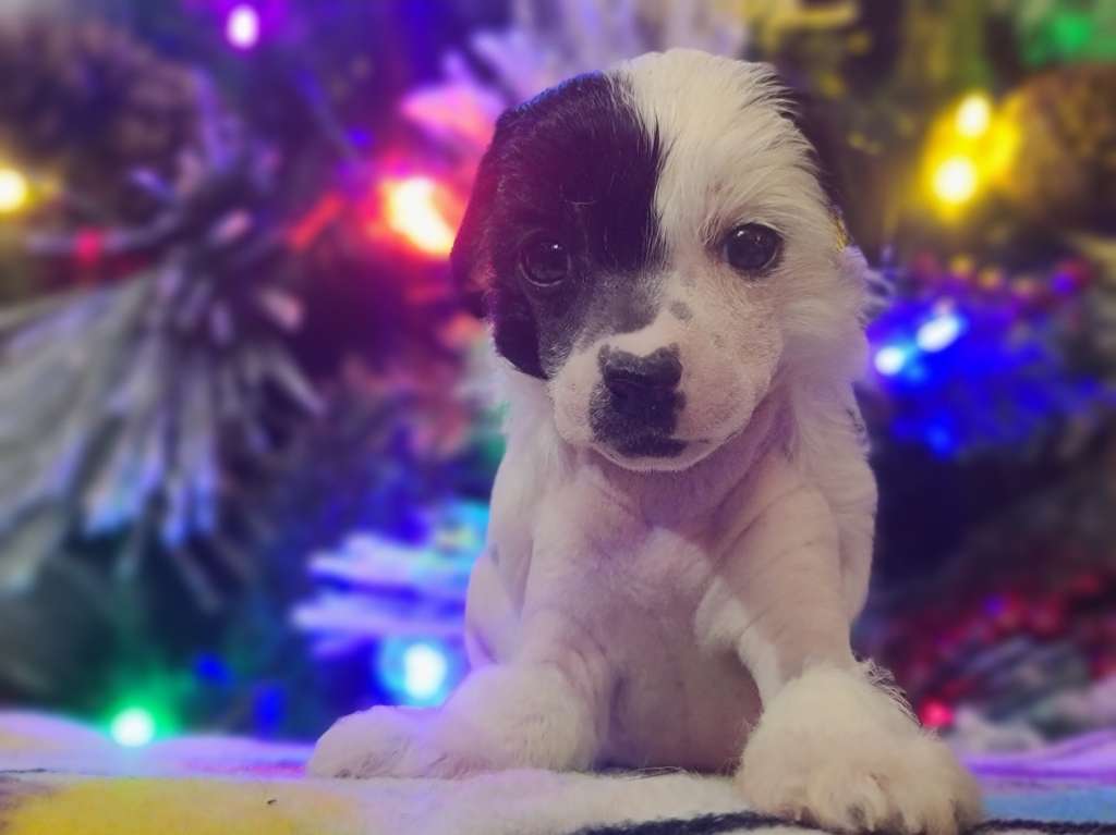 Long Haul's The Great High One, Denali