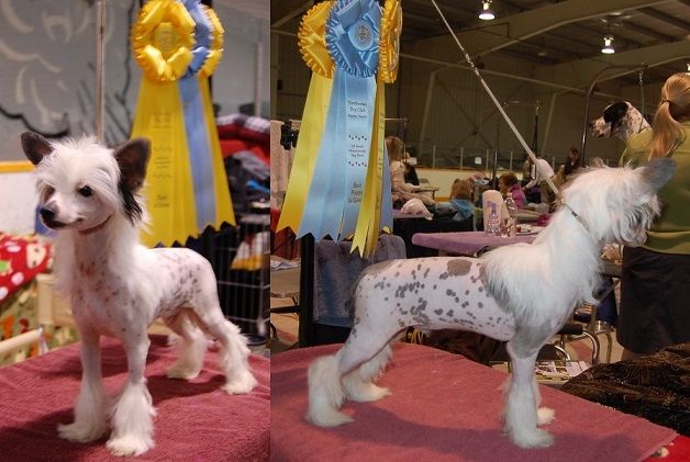 Crestyle Gone Crackers HL