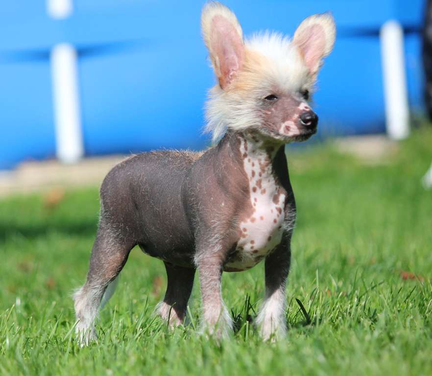 Zolotoj  Oskar dlya  Liris