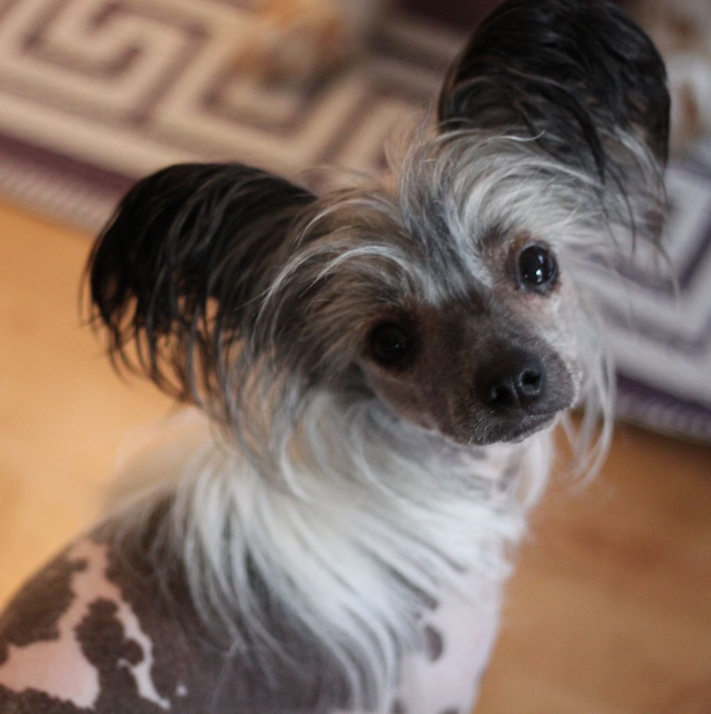 Dizzor The Edge Of Glory