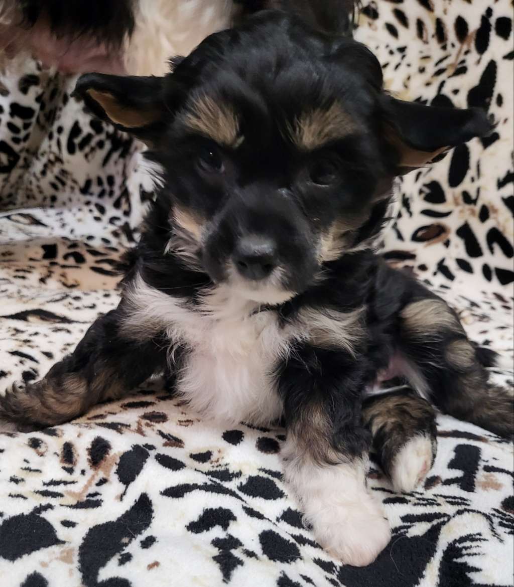 Dazzles Magic Pixie Dust