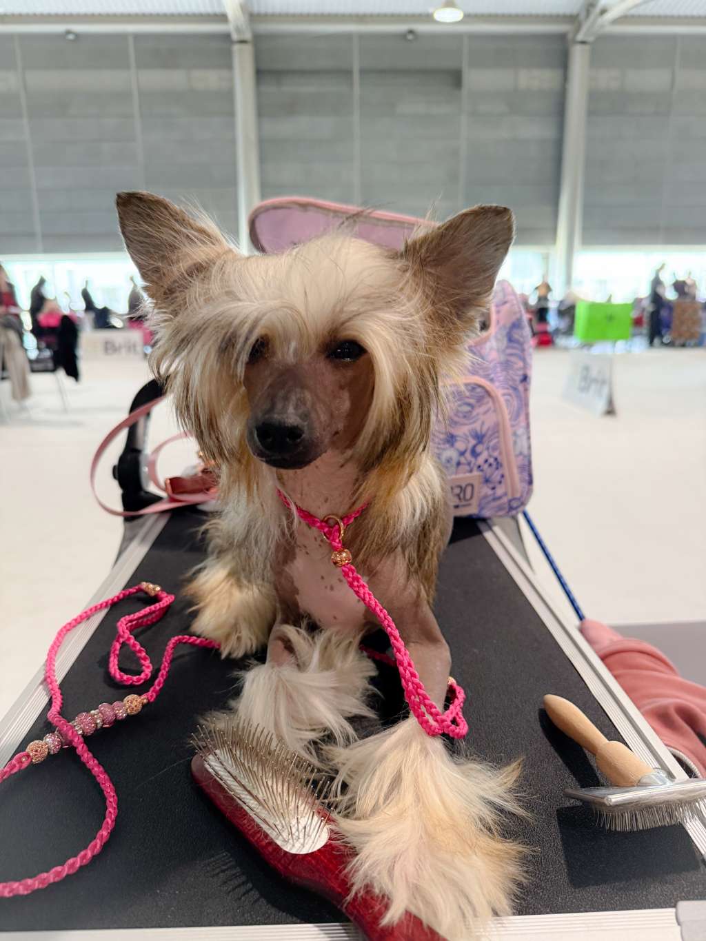 Jean Dark Hallucinations