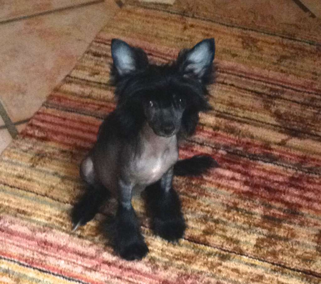 Natsuki of Anamericha Color Dream's