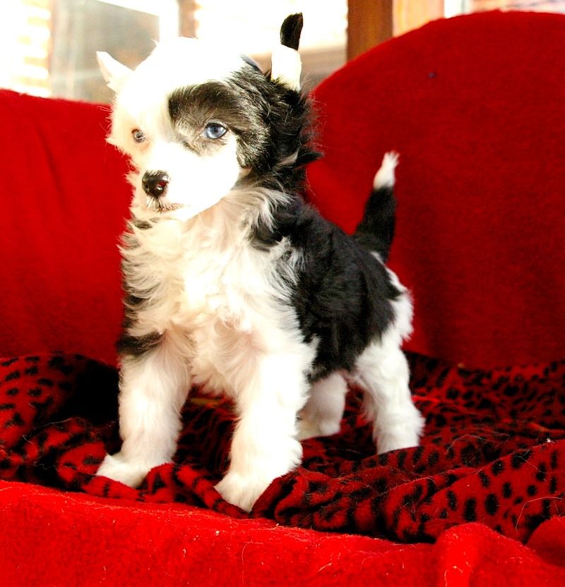 Blue Magic Hot & Spicy