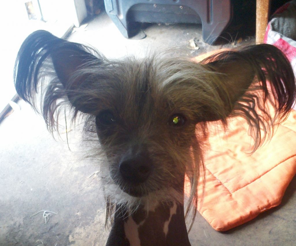 Gaea's Relatively Speaking Altacrest