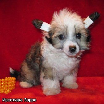 Iroslava Zorro