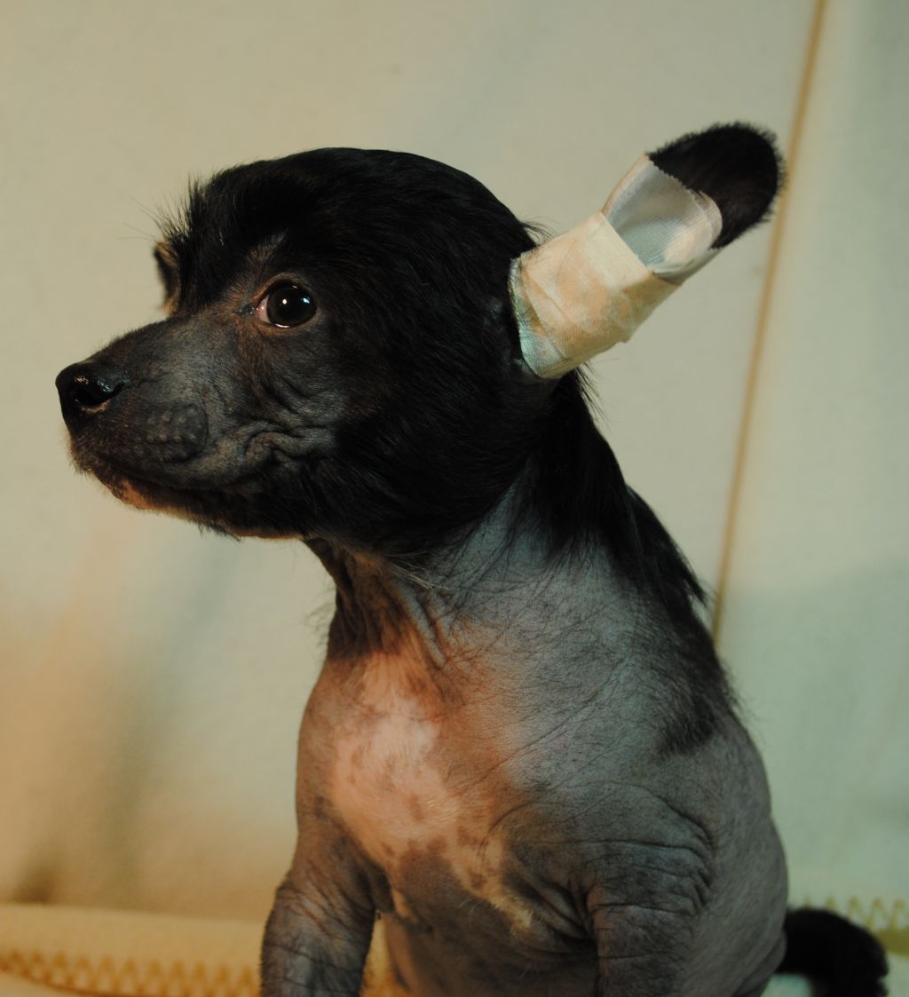 Exclusive Enjoyment Dom Risorto