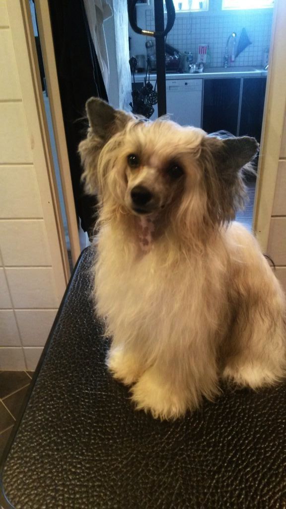 Amyfield I Have A Dream