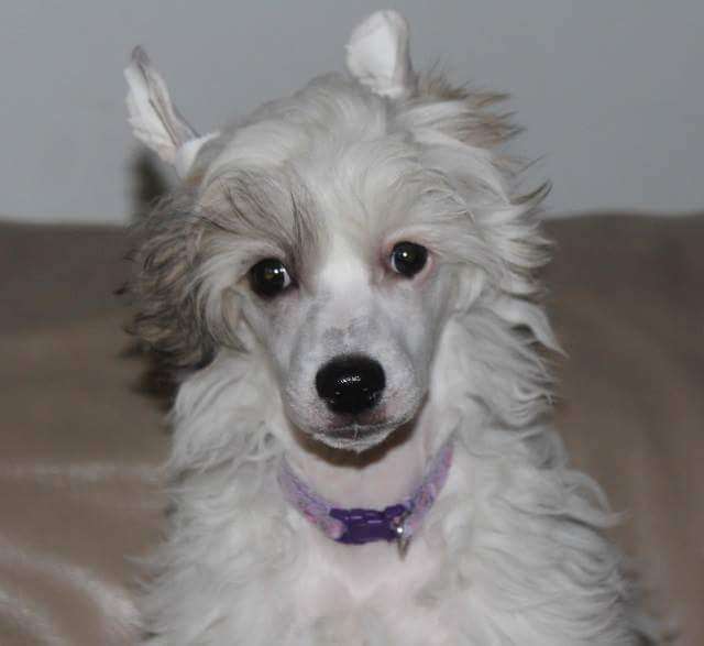 Zhannel's Honey Boo Boo