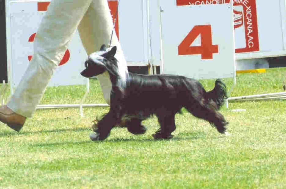 Wickhaven Bayshore Whoop D Doo