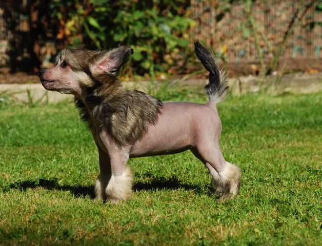 Golden Diamond Cresteds Tenerife