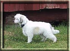 Princess Leia's Calling Elvis